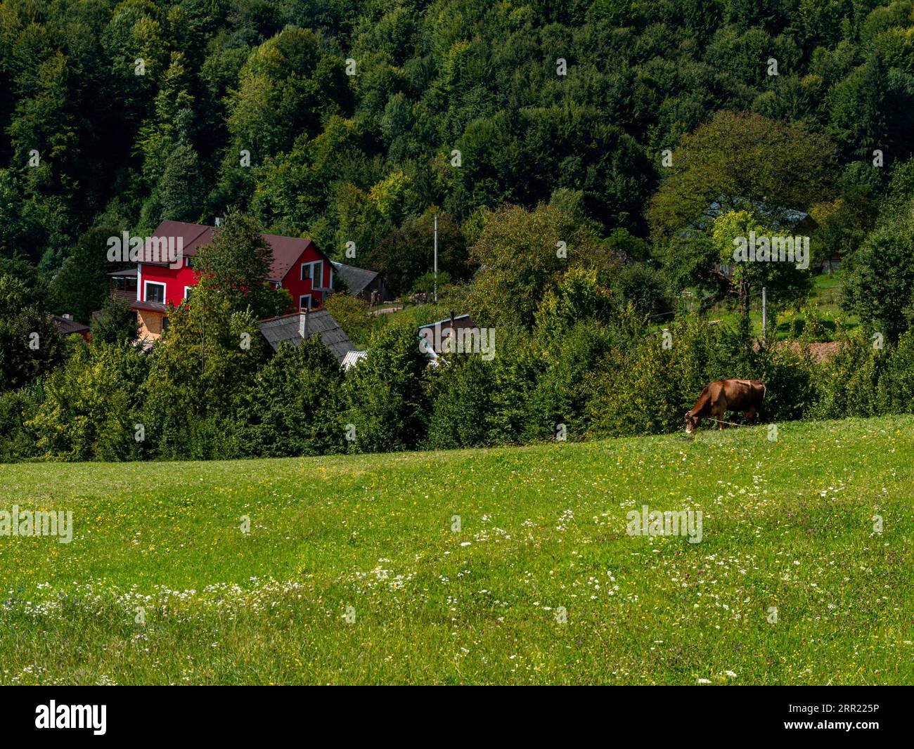 Casa rossa moderna nella foresta dei Carpazi Ucraina, Europa. Paesaggio paesaggistico prato verde pascolo di bestiame abeti rossi Eco campagna locale Foto Stock