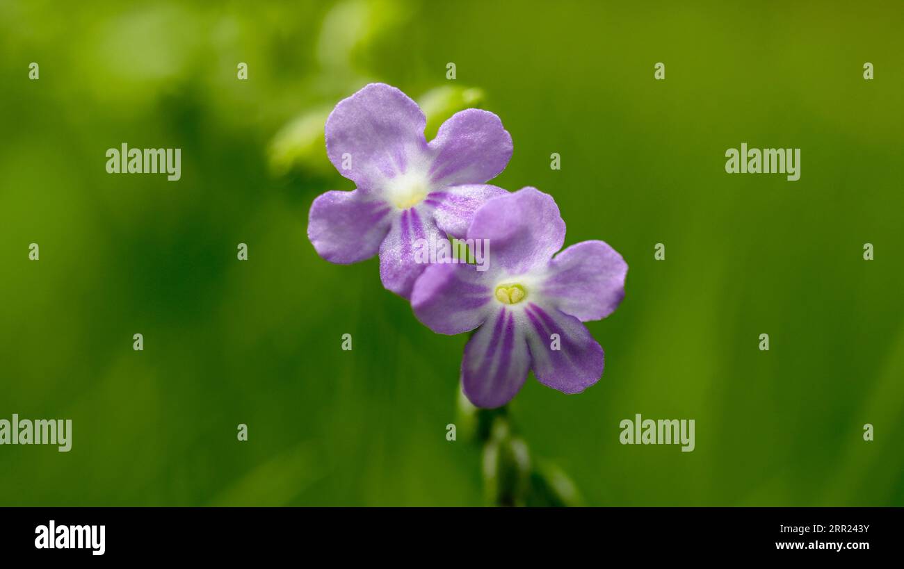 Un primo piano di due delicati fiori viola, che mostrano la loro vibrante bellezza. Foto Stock