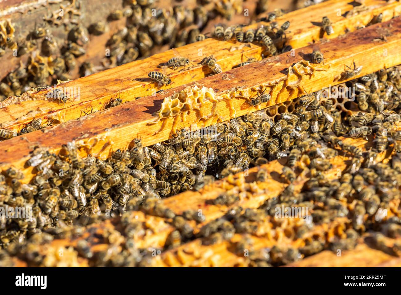Bees in a bee box, Bienenbuete, Tuerkheim, Baden-Wuerttemberg, Germania Foto Stock