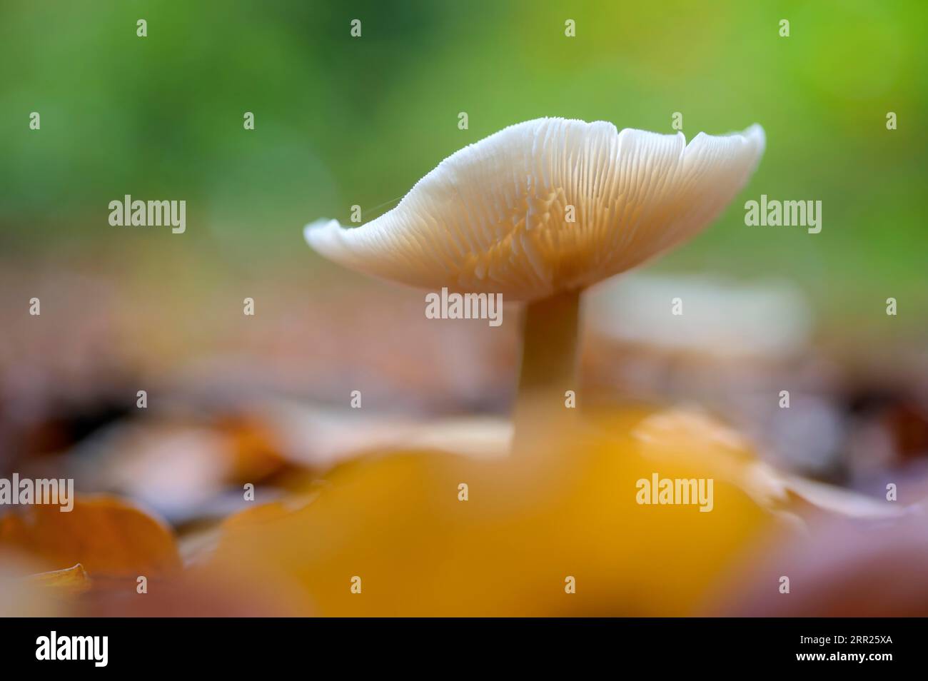 Fungo singolo con fogliame di faggio, Bottrop, zona della Ruhr, Renania settentrionale-Vestfalia, Germania Foto Stock