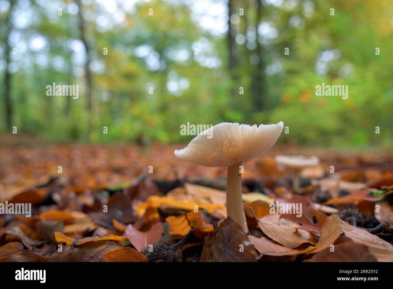 Fungo singolo con fogliame di faggio, Bottrop, zona della Ruhr, Renania settentrionale-Vestfalia, Germania Foto Stock