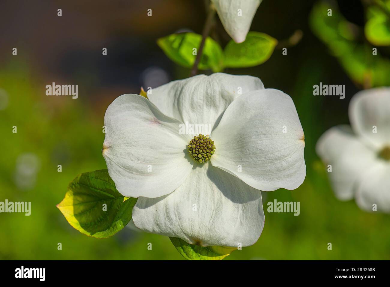 Fiore di una fioritura (Cornus florida) dogwood, parco municipale a Lahr, Baden-Wuerttemberg, Germania Foto Stock