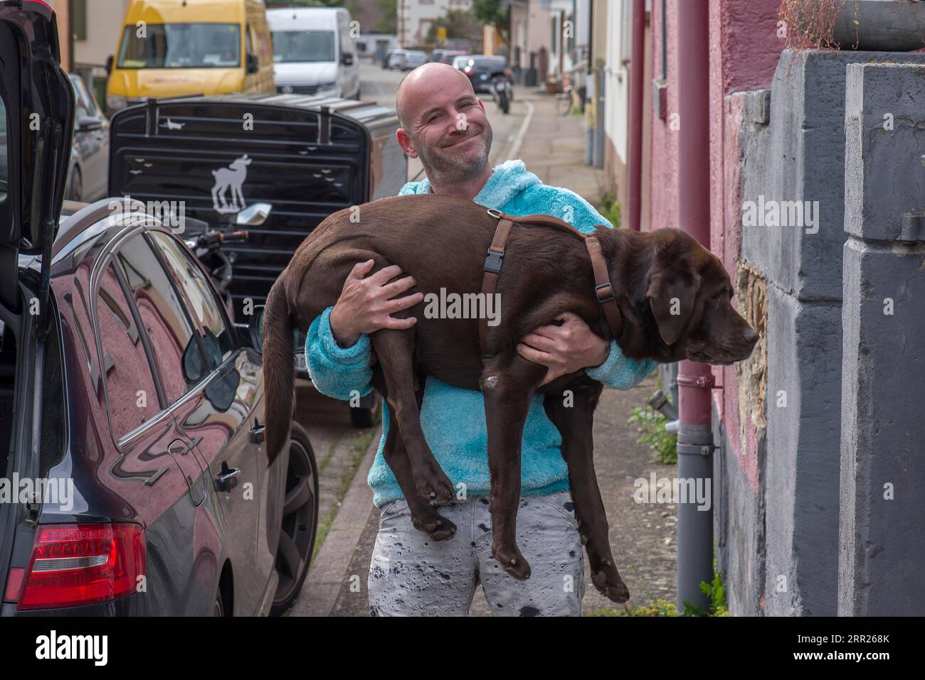 Il giovane porta il suo cane malato in macchina, Ringsheim, Baden-Wuerttemberg, Germania Foto Stock