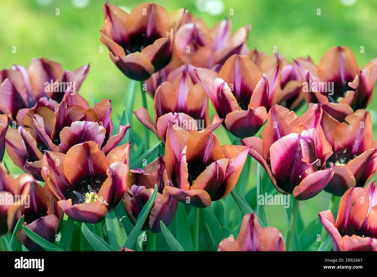 Tulipani di trionfo (Tulipa Muvota), parco cittadino di Lahr, Baden-Wuerttemberg, Germania Foto Stock