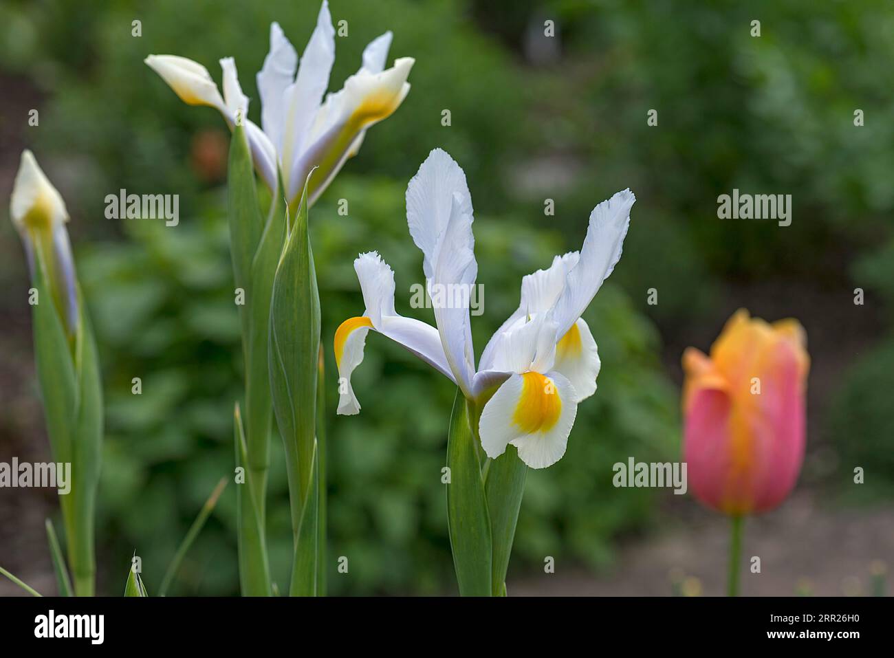 Fiori di Iris olandesi (Iris hollandica), Baviera, Germania Foto Stock