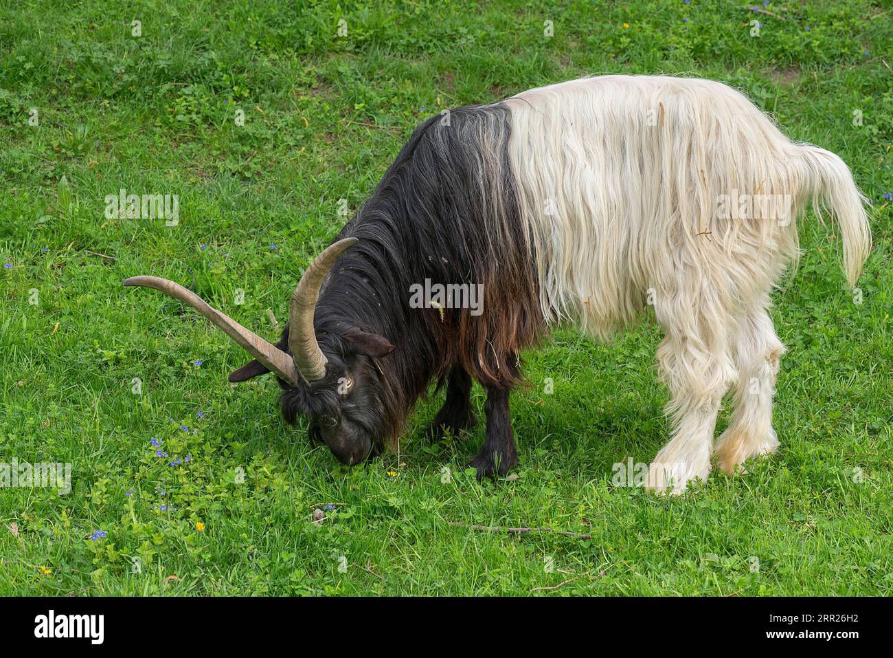 Wallis capra domestica dal collo nero (Capra aegagrus hircus) in un prato di fiori, Baden-Wuerttemberg, Germania Foto Stock