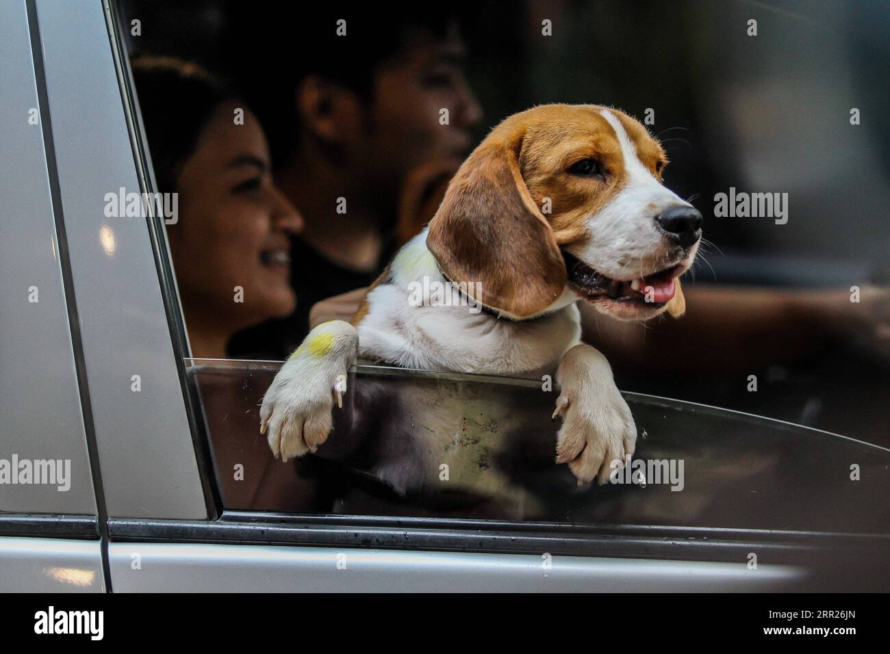 201004 -- MANILA, 4 ottobre 2020 -- Un cane domestico è visto all'interno di un'auto durante una benedizione di un animale domestico drive-thru a Manila, nelle Filippine, il 4 ottobre 2020. La benedizione degli animali domestici drive-thru si svolge in mezzo alla pandemia di COVID-19 per celebrare la giornata mondiale degli animali che si celebra ogni anno il 4 ottobre. FILIPPINE-MANILA-WORLD ANIMAL-DRIVE-THRU PET BLESSING ROUELLEXUMALI PUBLICATIONXNOTXINXCHN Foto Stock