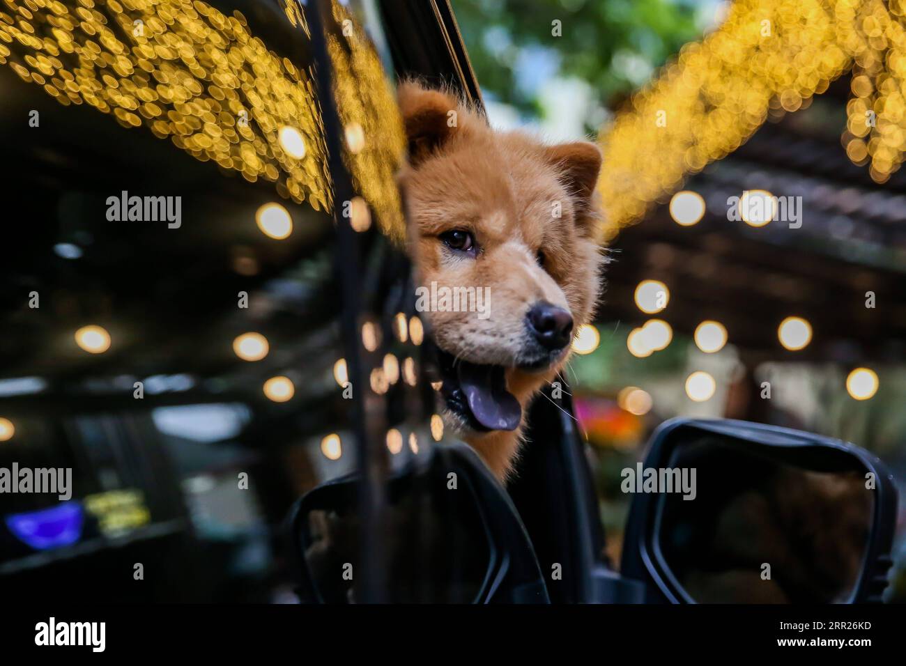 201004 -- MANILA, 4 ottobre 2020 -- Un cane domestico è visto all'interno di un'auto durante una benedizione di un animale domestico drive-thru a Manila, nelle Filippine, il 4 ottobre 2020. La benedizione degli animali domestici drive-thru si svolge in mezzo alla pandemia di COVID-19 per celebrare la giornata mondiale degli animali che si celebra ogni anno il 4 ottobre. FILIPPINE-MANILA-WORLD ANIMAL-DRIVE-THRU PET BLESSING ROUELLEXUMALI PUBLICATIONXNOTXINXCHN Foto Stock