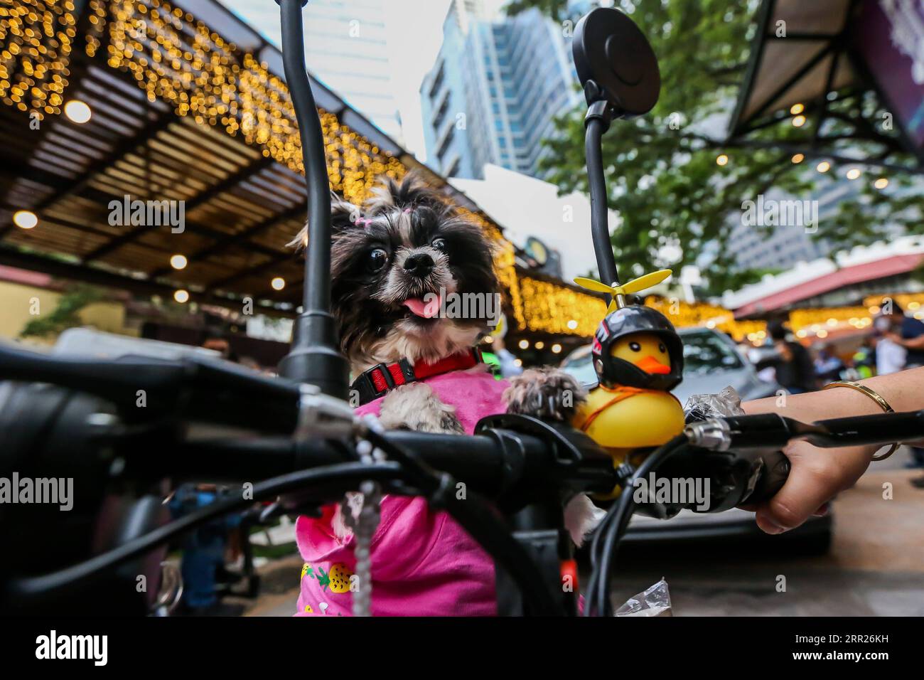 201004 -- MANILA, 4 ottobre 2020 -- Un cane domestico è visto su una motocicletta elettrica durante una benedizione di un animale domestico drive-thru a Manila, nelle Filippine, il 4 ottobre 2020. La benedizione degli animali domestici drive-thru si svolge in mezzo alla pandemia di COVID-19 per celebrare la giornata mondiale degli animali che si celebra ogni anno il 4 ottobre. FILIPPINE-MANILA-WORLD ANIMAL-DRIVE-THRU PET BLESSING ROUELLEXUMALI PUBLICATIONXNOTXINXCHN Foto Stock