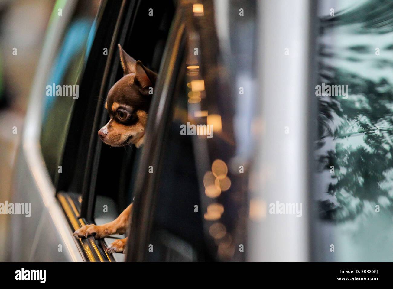 201004 -- MANILA, 4 ottobre 2020 -- Un cane domestico è visto all'interno di un'auto durante una benedizione di un animale domestico drive-thru a Manila, nelle Filippine, il 4 ottobre 2020. La benedizione degli animali domestici drive-thru si svolge in mezzo alla pandemia di COVID-19 per celebrare la giornata mondiale degli animali che si celebra ogni anno il 4 ottobre. FILIPPINE-MANILA-WORLD ANIMAL-DRIVE-THRU PET BLESSING ROUELLEXUMALI PUBLICATIONXNOTXINXCHN Foto Stock