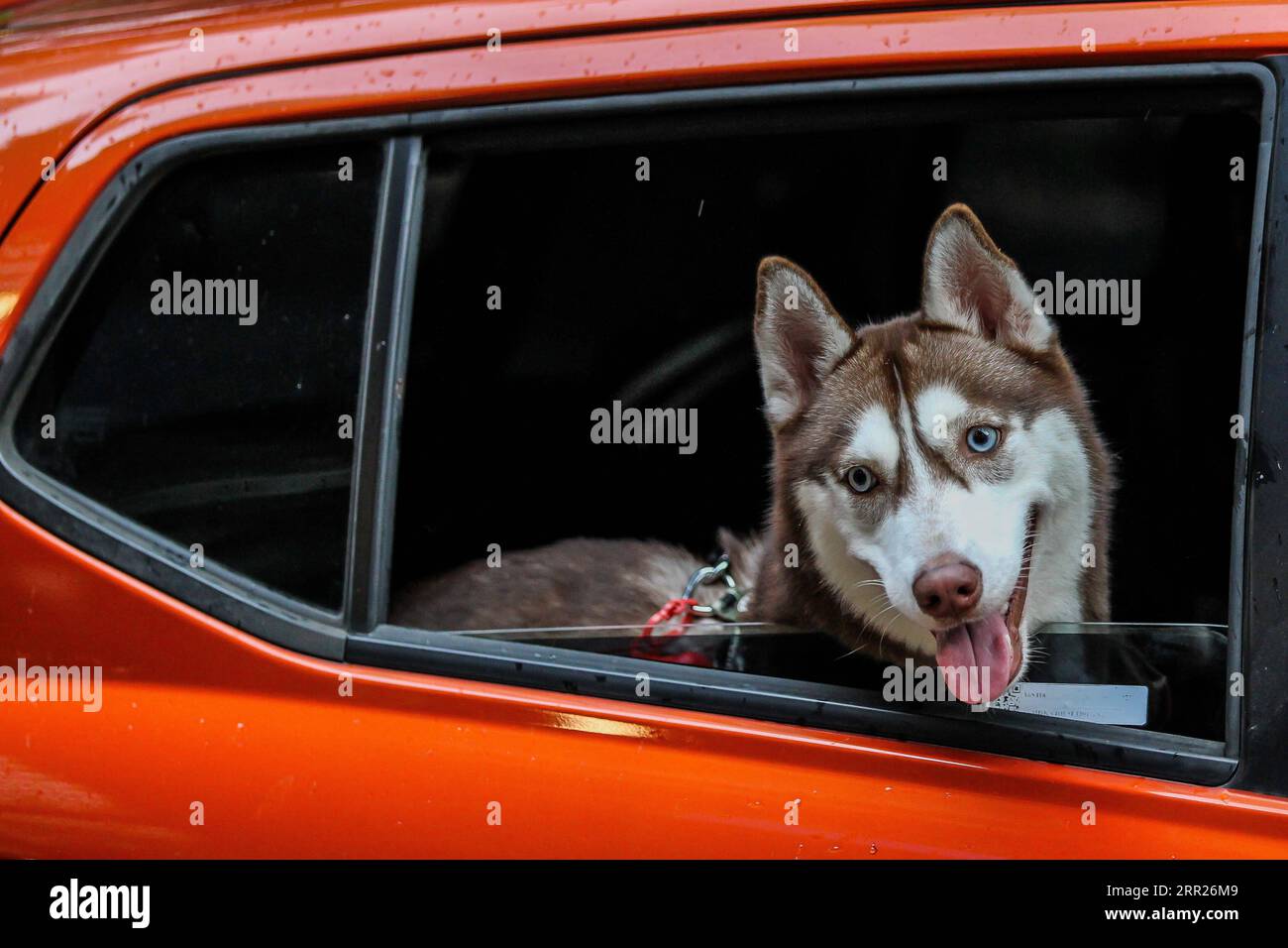 201004 -- MANILA, 4 ottobre 2020 -- Un cane domestico è visto all'interno di un'auto durante una benedizione di un animale domestico drive-thru a Manila, nelle Filippine, il 4 ottobre 2020. La benedizione degli animali domestici drive-thru si svolge in mezzo alla pandemia di COVID-19 per celebrare la giornata mondiale degli animali che si celebra ogni anno il 4 ottobre. FILIPPINE-MANILA-WORLD ANIMAL-DRIVE-THRU PET BLESSING ROUELLEXUMALI PUBLICATIONXNOTXINXCHN Foto Stock