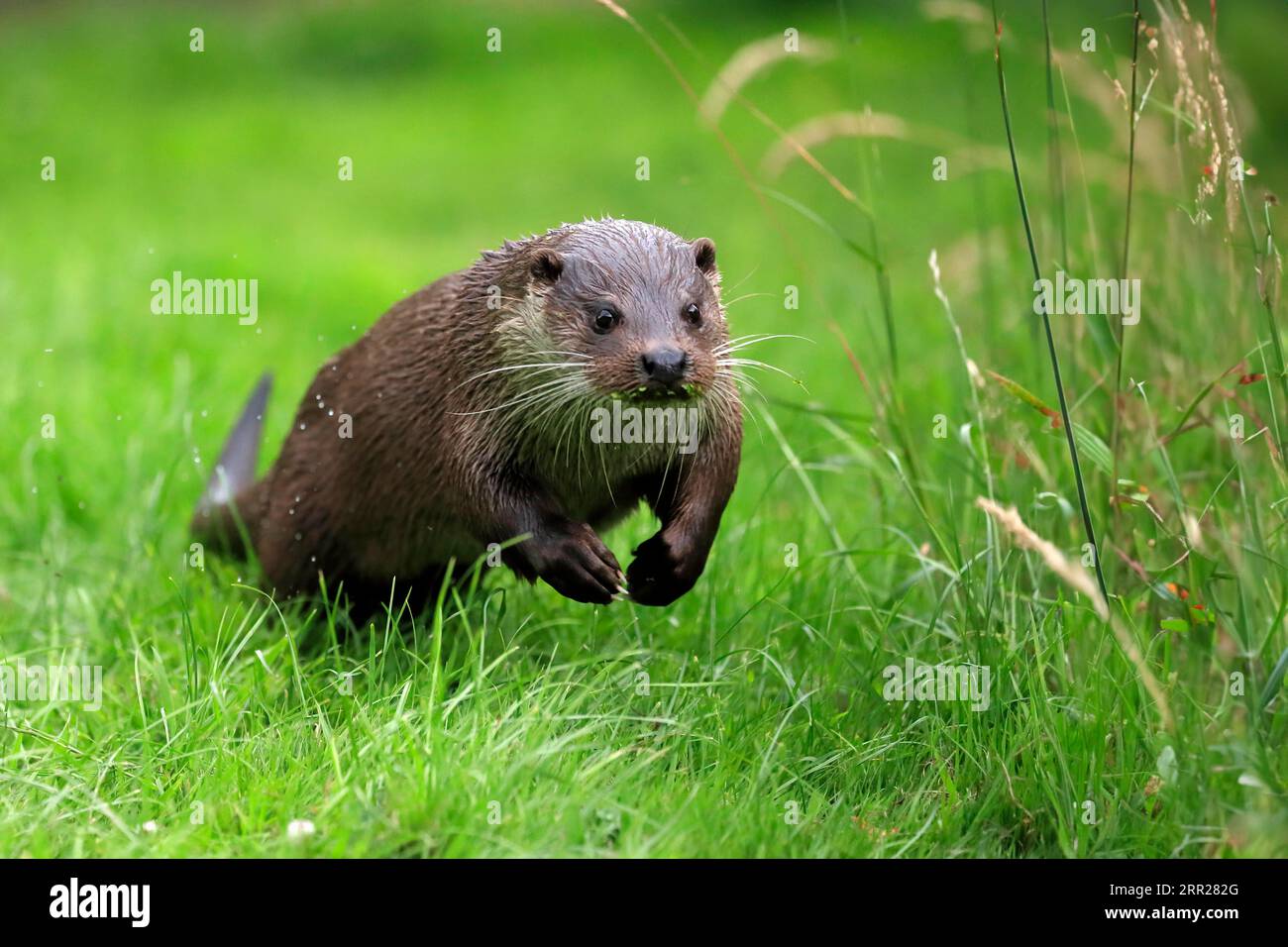 Lontra europea (Lutra lutra), adulta, a terra, in prato, corsa, salto, corsa, Surrey, Inghilterra, Gran Bretagna Foto Stock