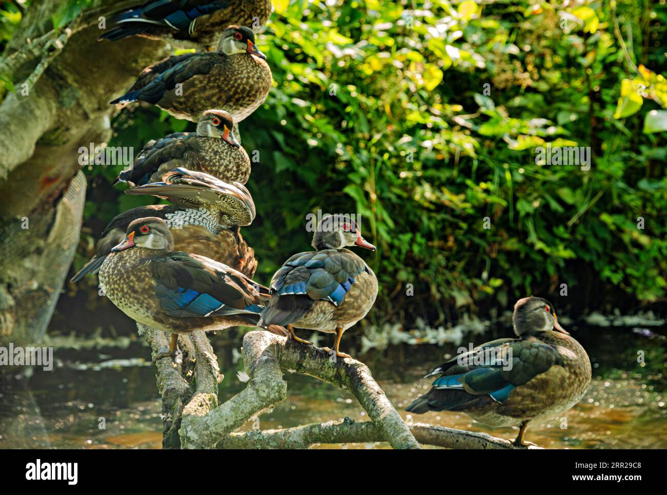 Gregge di animali domestici nell'habitat selvatico. Anatre sull'acqua del creek Foto Stock