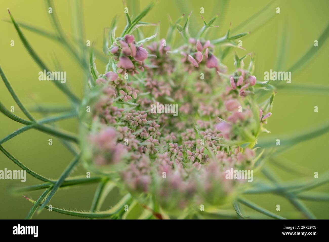 Fiori estivi della carota selvatica Foto Stock