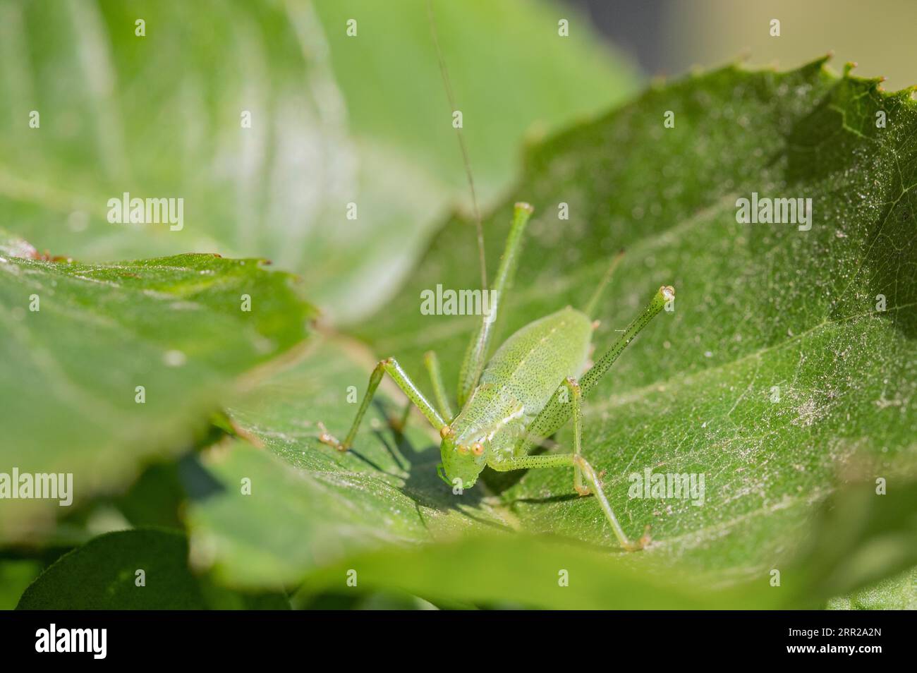 Cavallo da fieno verde su una foglia Foto Stock