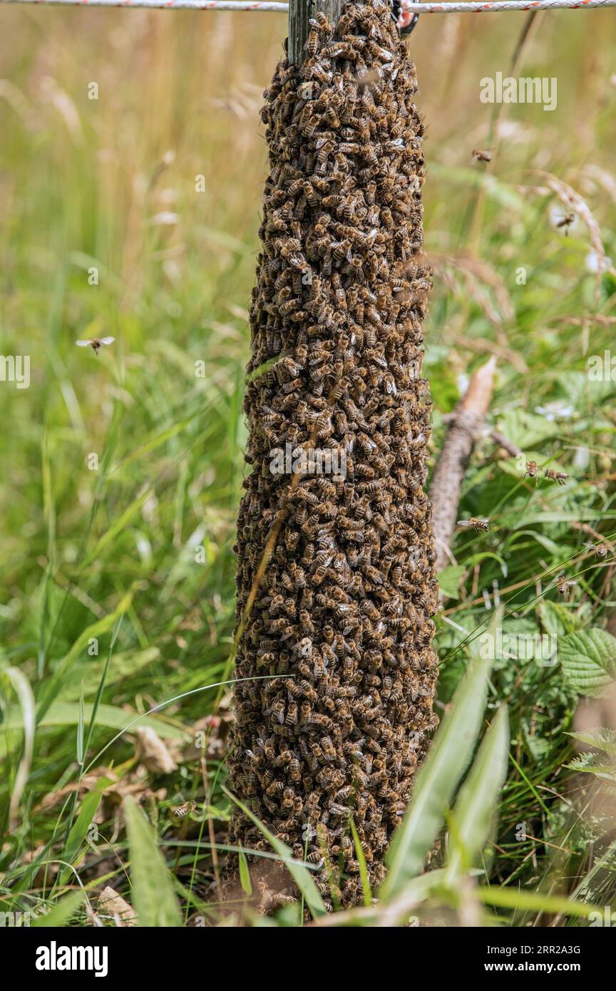 Colonia di api alla recinzione del pascolo Foto Stock