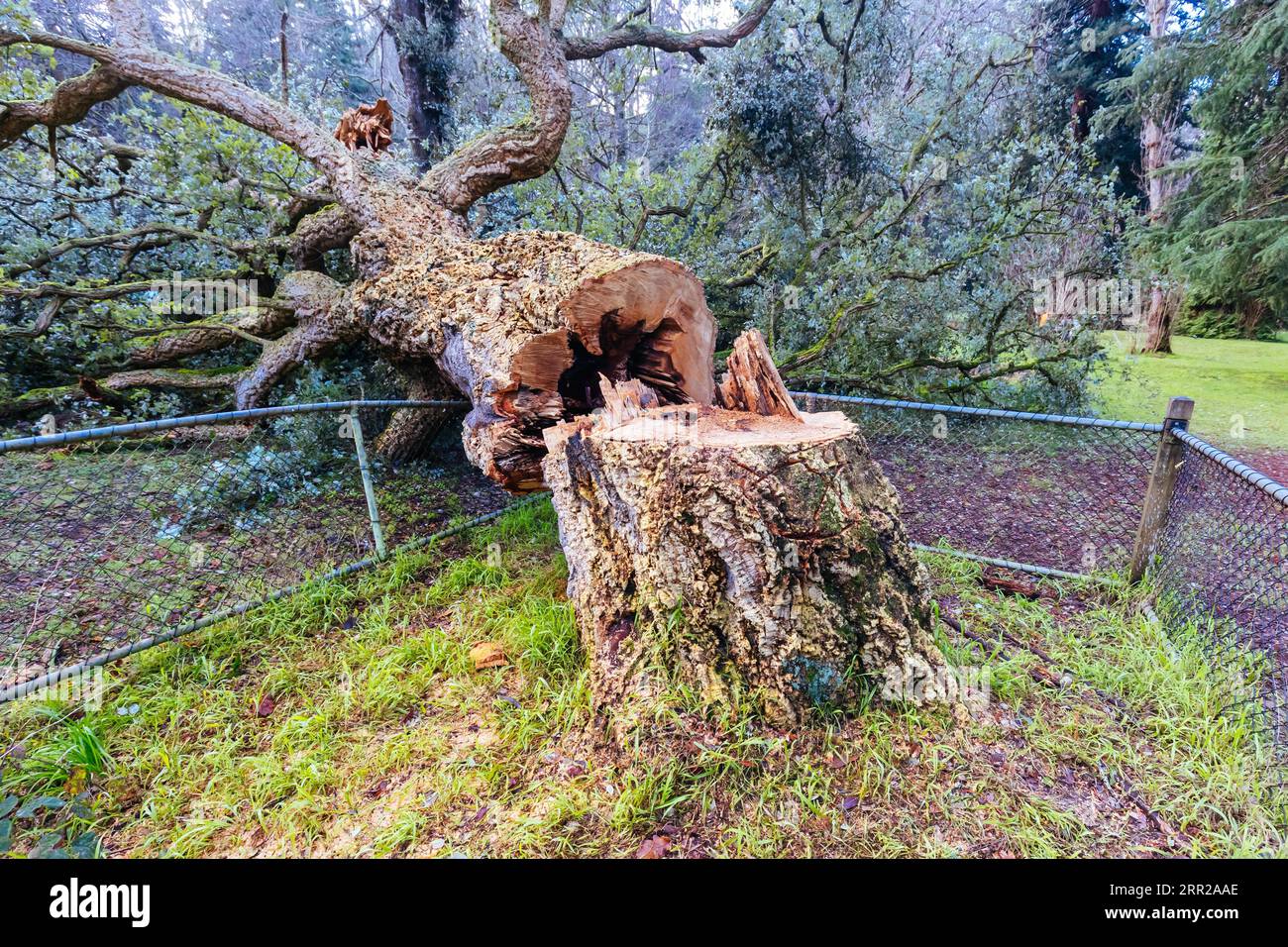 MELBOURNE, AUSTRALIA, GIUGNO 30: Un albero da sughero storico, dichiarato patrimonio storico, vandalizzato e abbattuto in una protesta contro la famiglia reale britannica. L'albero lo era Foto Stock