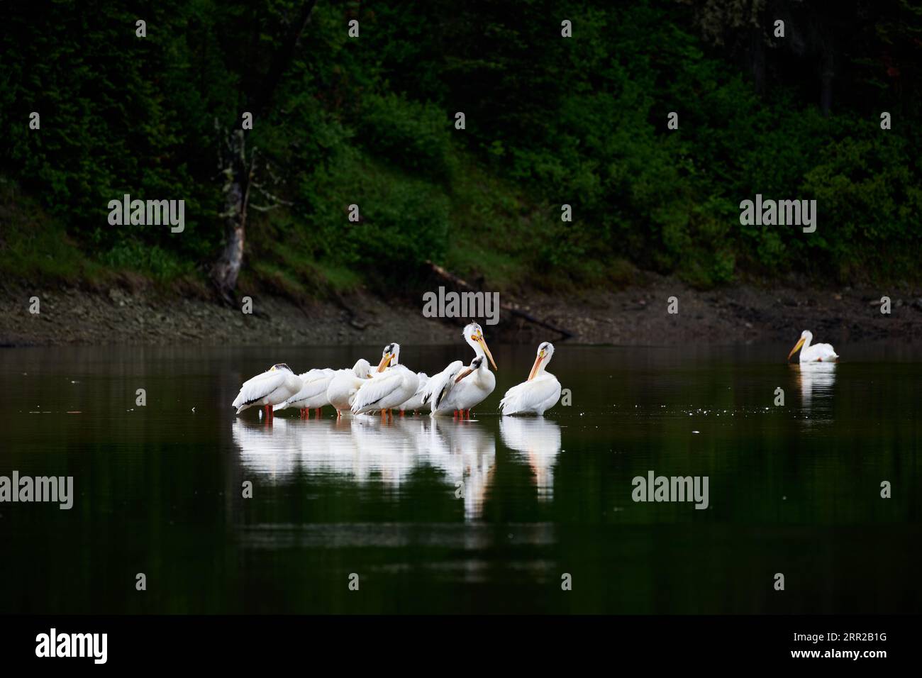 Gruppo di pellicani bianchi americani, Pelecanus erythrorhynchos a Snake River, Grand Teton National Park, Wyoming, Stati Uniti d'America Foto Stock