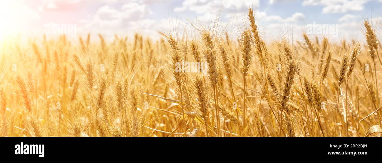 Panorama di spighe dorate di grano contro il cielo blu e le nuvole. Raccolta di grano maturo contro il cielo blu. Campo di grano, sfondo agricolo. Foto Stock