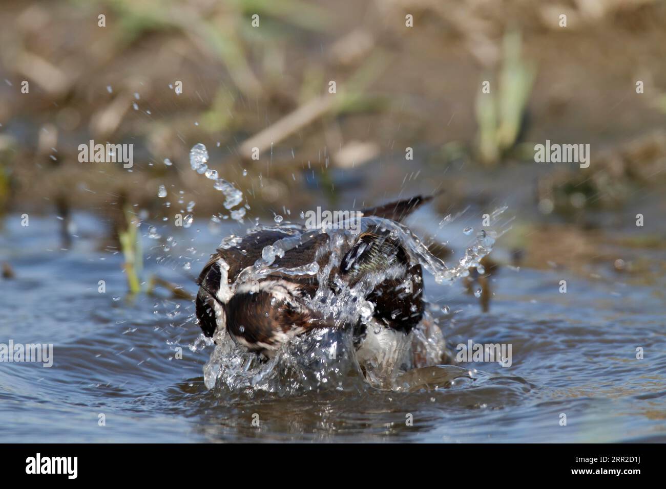 L'altopiano di Strohauser (Vanellus vanellus), ripulendo il suo piumaggio, facendo un bagno in una pozza d'acqua, nel distretto di Wesermarsch, in basso Foto Stock