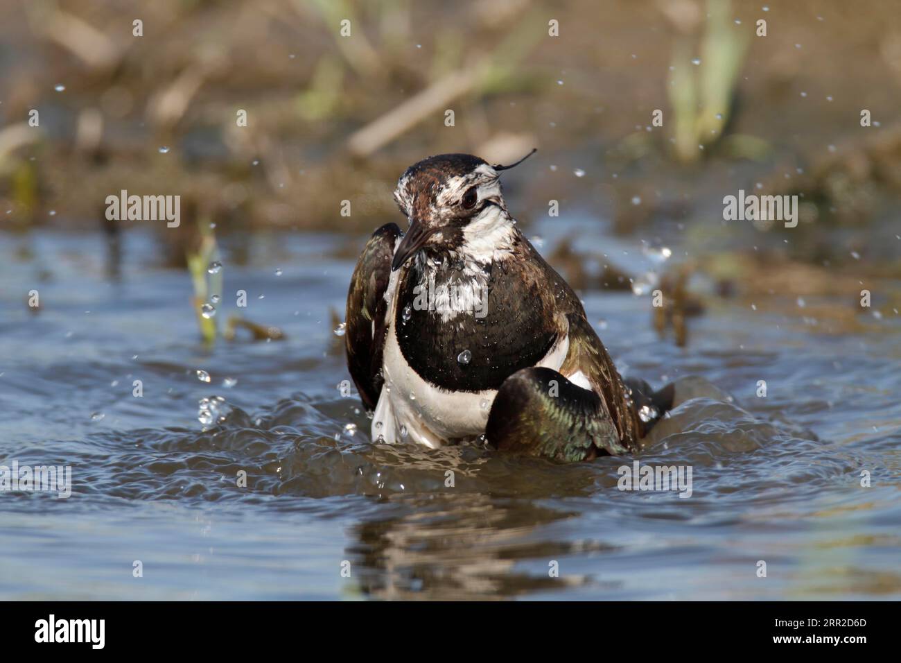 L'altopiano di Strohauser (Vanellus vanellus), ripulendo il suo piumaggio, facendo un bagno in una pozza d'acqua, nel distretto di Wesermarsch, in basso Foto Stock