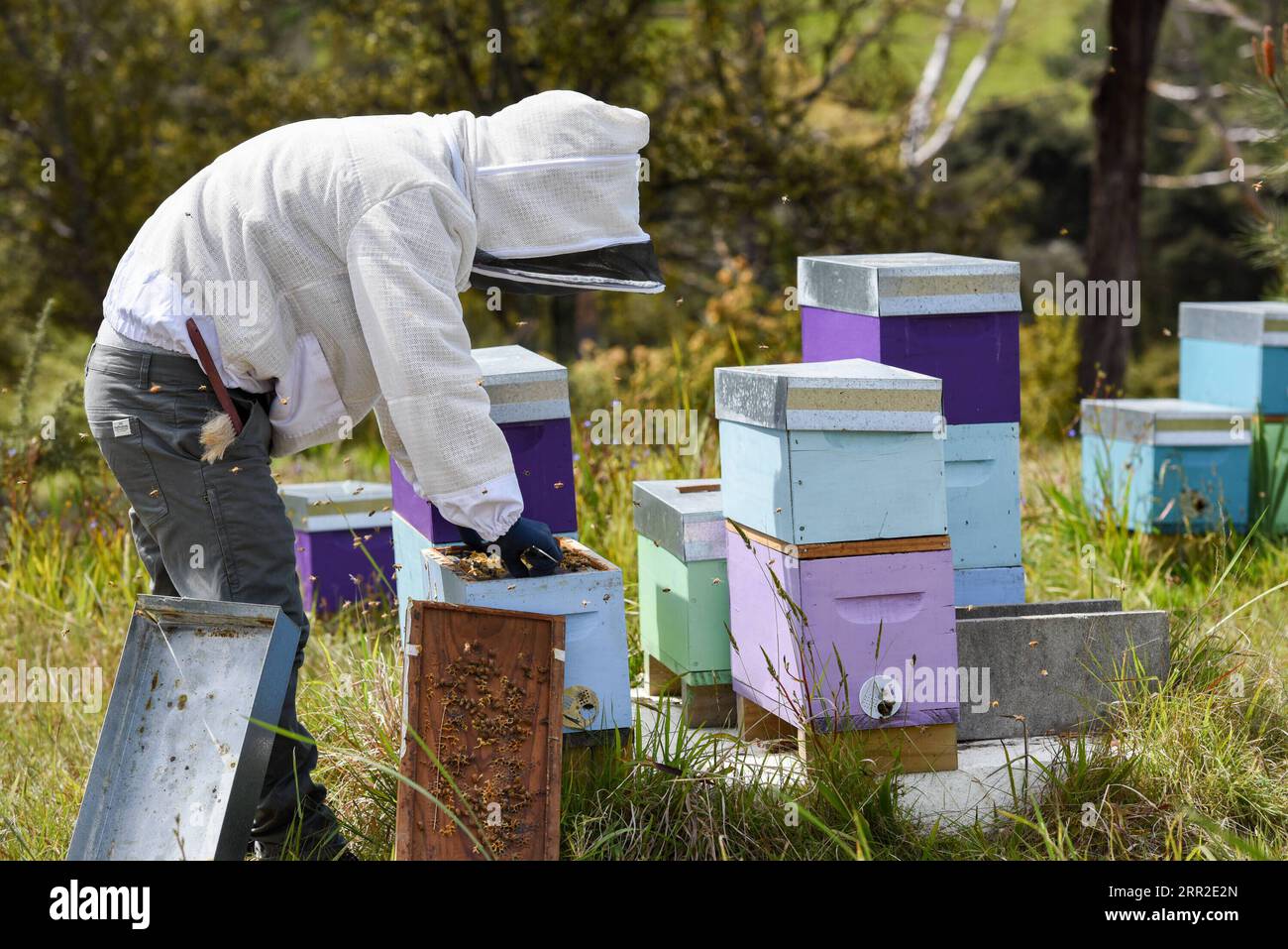 201010 -- AUCKLAND, 10 ottobre 2020 -- Un apicoltore esamina un alveare nei sobborghi di Auckland, nuova Zelanda, il 9 ottobre 2020. Mentre la primavera si avvicina all'emisfero meridionale, gli apicoltori si stanno impegnando per la nuova stagione di raccolta del miele in nuova Zelanda. NUOVA ZELANDA-AUCKLAND-APICOLTORE-MIELE GuoxLei PUBLICATIONxNOTxINxCHN Foto Stock