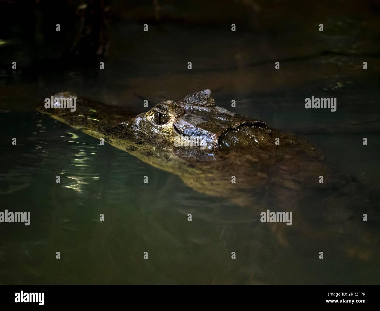 Caimano spettrale (coccodrilli Caiman) in acqua, Parco Nazionale di Tortuguero, Costa Rica Foto Stock