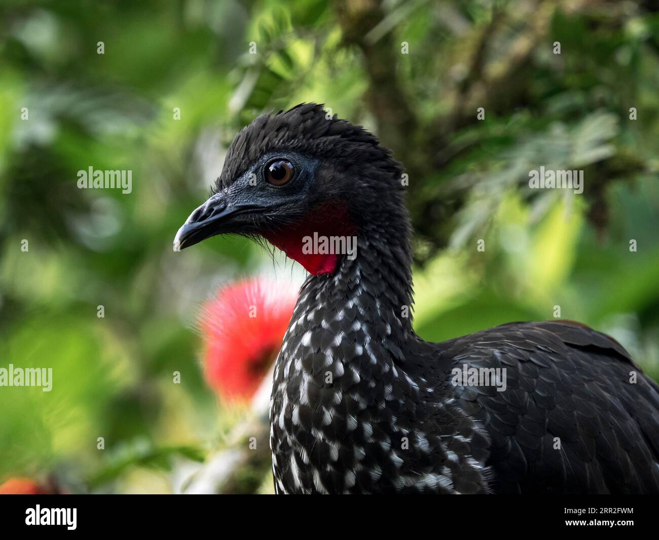 Crested guan (Penelope purpurascens), Costa Rica Foto Stock