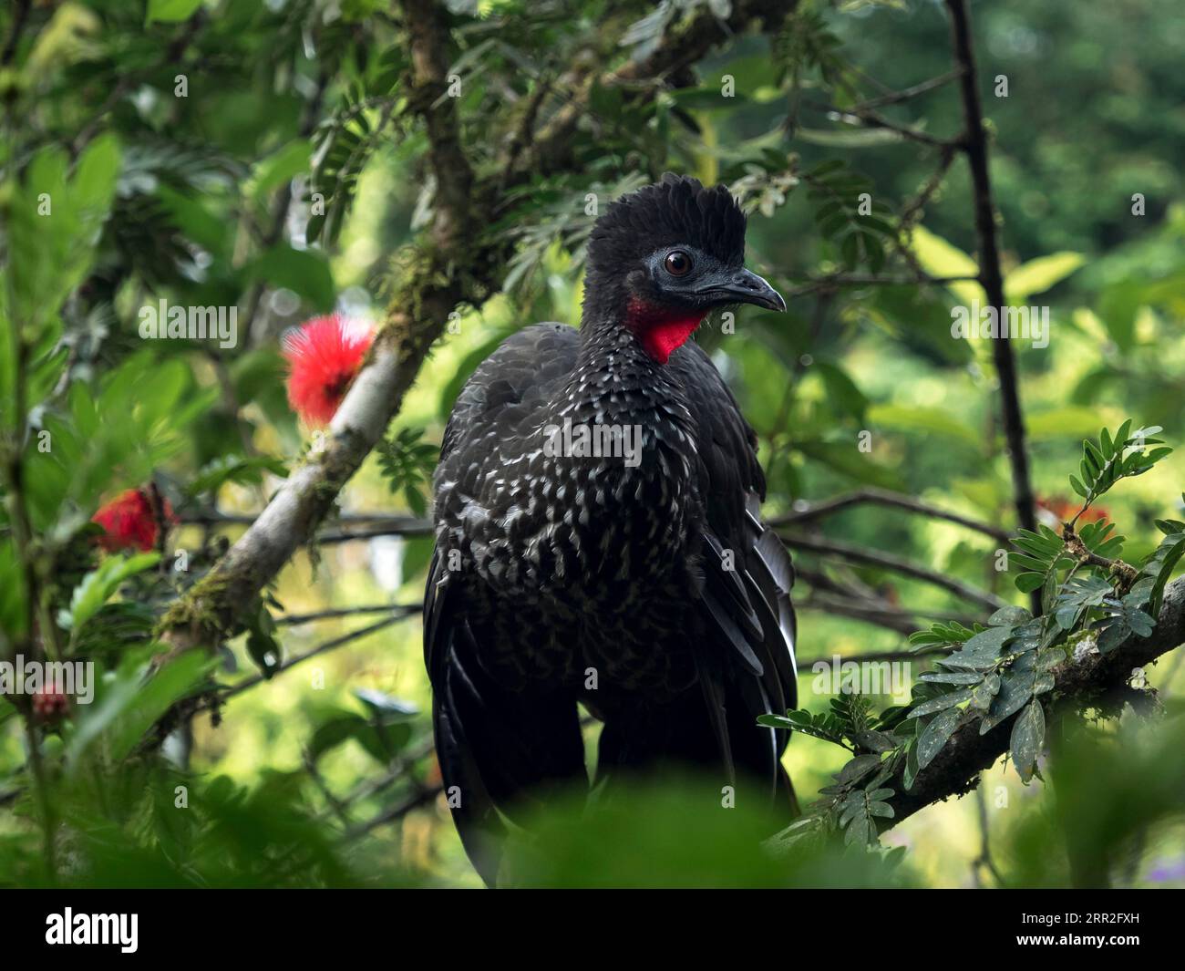 Crested guan (Penelope purpurascens) nella struttura ad albero, Costa Rica Foto Stock