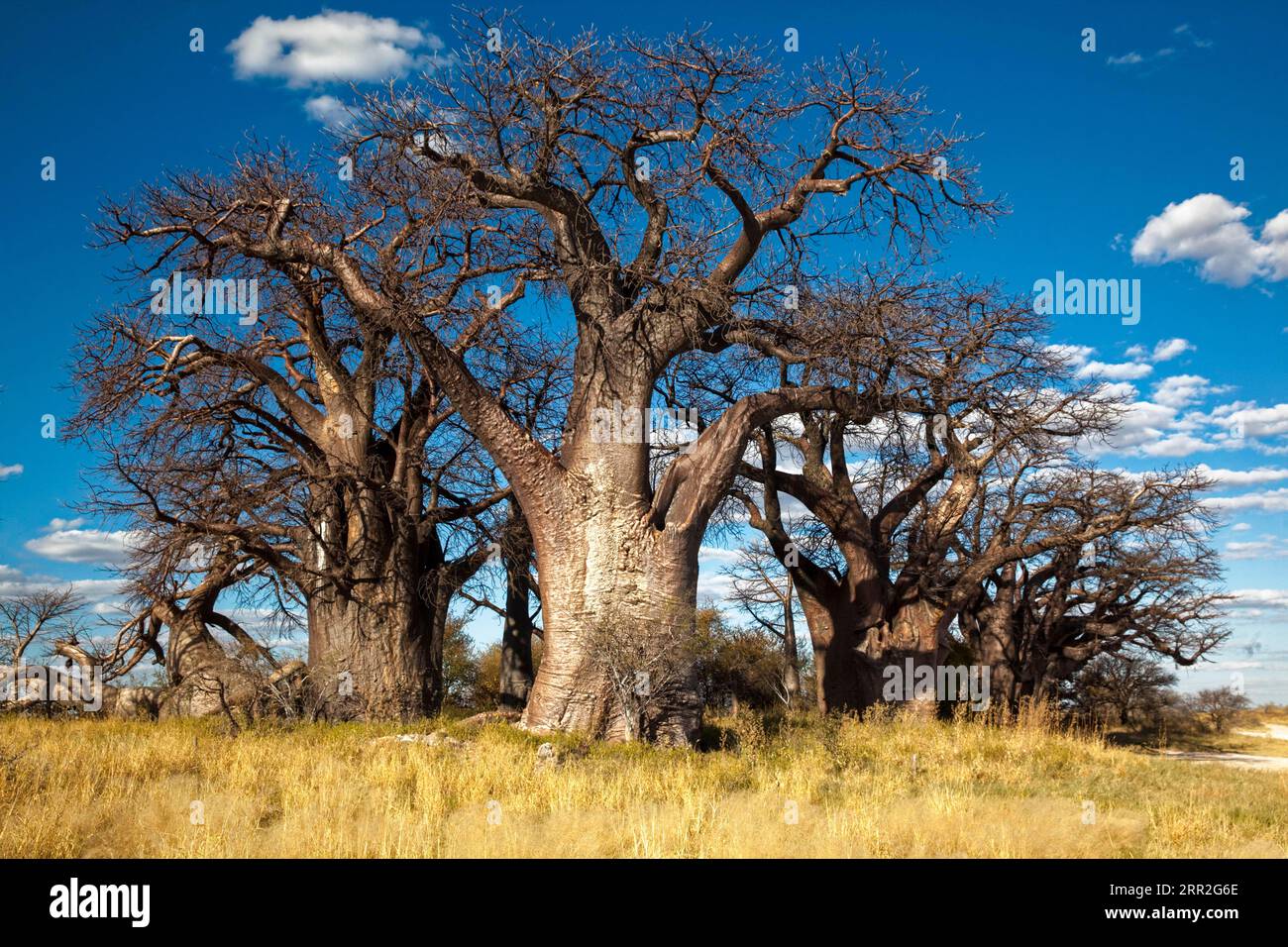 Gruppo di alberi con baobab africano molto antico (Adansonia digitata), Baines Baobabs, Nxai Pan National Park, Botswana Foto Stock