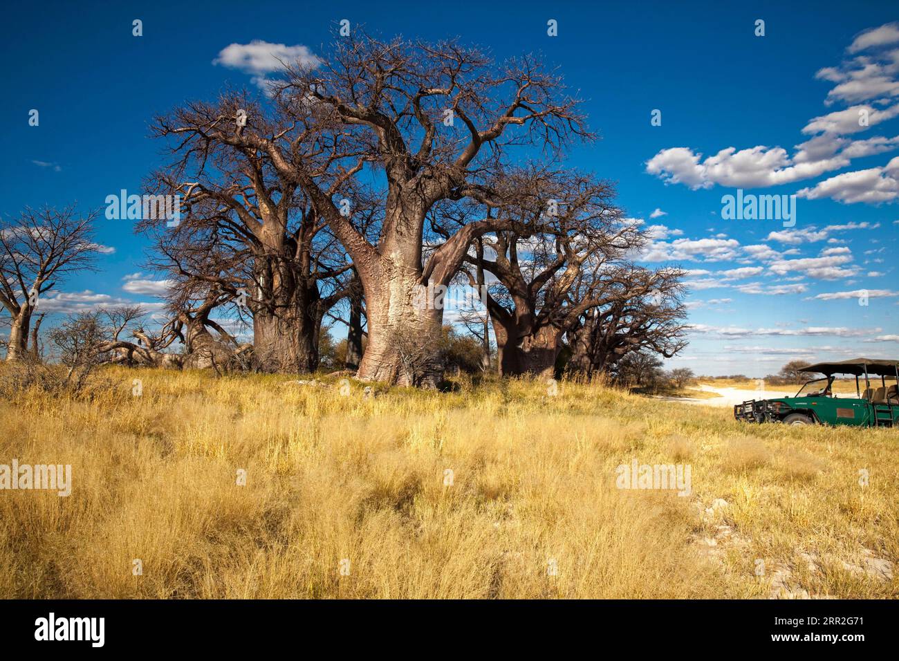 Gruppo di alberi con baobab africano molto antico (Adansonia digitata), Baines Baobabs, Nxai Pan National Park, Botswana Foto Stock