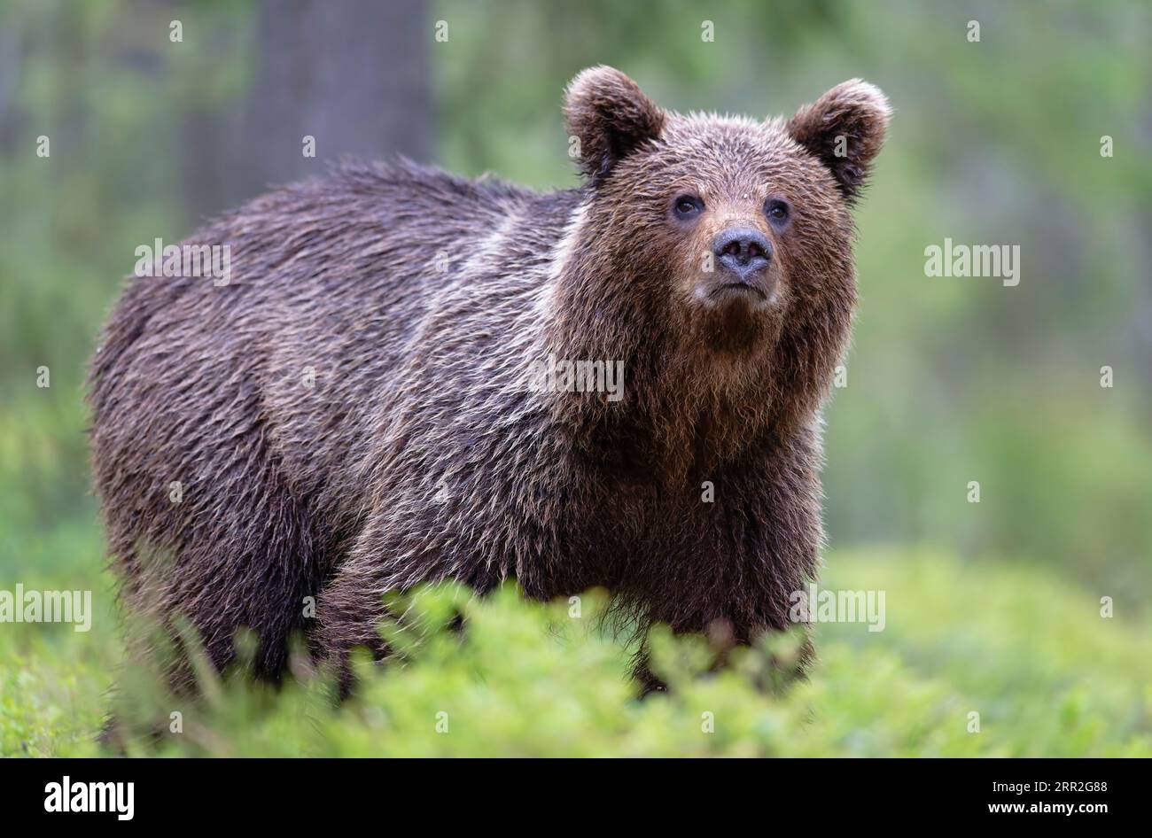 Unione l'orso bruno (Ursus arctos) passeggiate lungo il lago nella taiga Karelien, Finlandia e Scandinavia Foto Stock