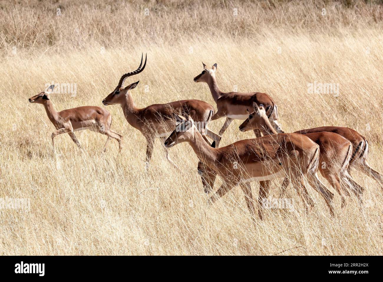 Impala (Aepyceros melampus), Moremi Game Reserve, Botswana Foto Stock