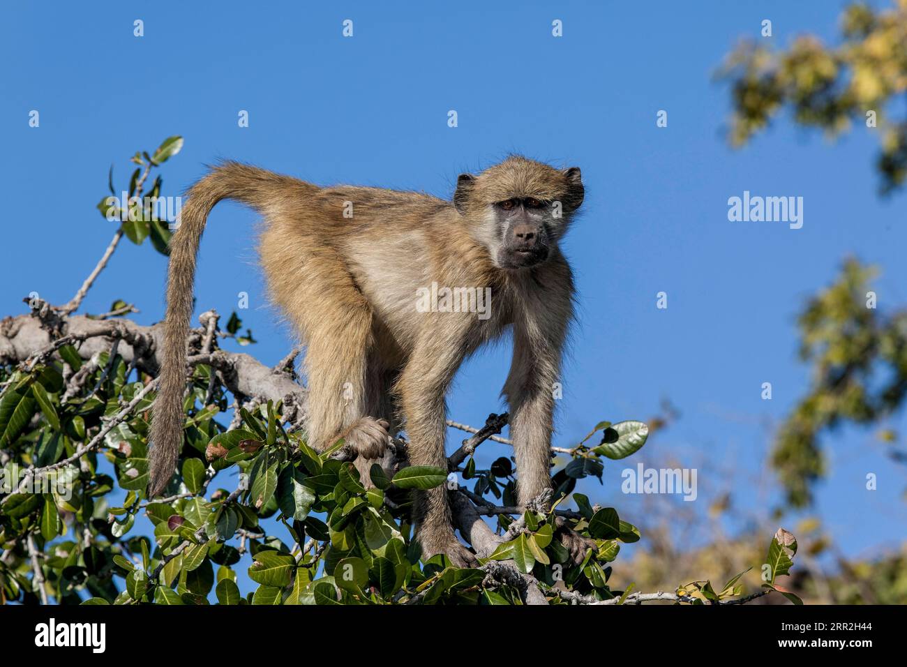 Scimmia verde occidentale (Chlorocebus sabaeus) su una diramazione, il Parco nazionale di Chobe, distretto nord-occidentale, Botswana Foto Stock