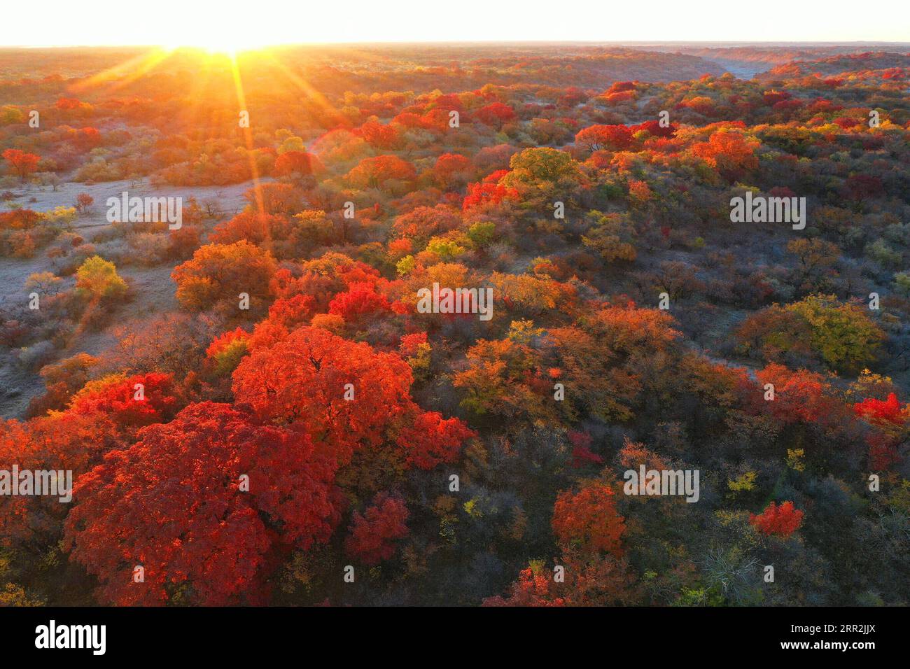 China, Herbstimpressionen aus dem Daqinggou Naturreservat 201013 -- TONGLIAO, 13 ottobre 2020 -- foto aerea scattata il 12 ottobre 2020 mostra lo scenario autunnale della riserva nazionale di Daqinggou a Horqin ala sinistra bandiera posteriore della regione autonoma della Mongolia interna della Cina settentrionale. CHINA-INNER MONGOLIA-HORQIN-SCENOGRAFIA CN LIUXYIDE PUBLICATIONXNOTXINXCHN Foto Stock