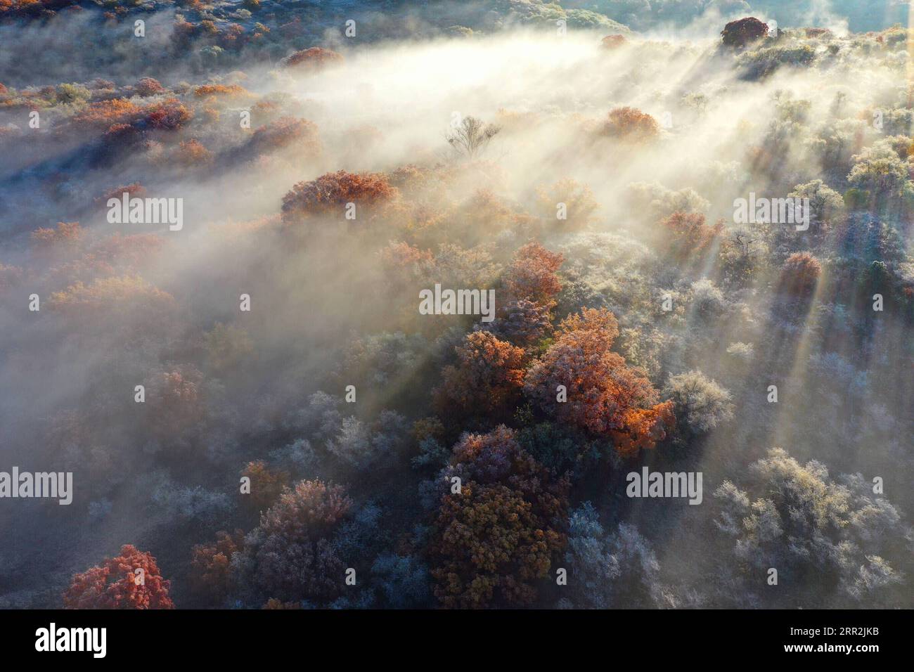 China, Herbstimpressionen aus dem Daqinggou Naturreservat 201013 -- TONGLIAO, 13 ottobre 2020 -- foto aerea scattata il 12 ottobre 2020 mostra lo scenario autunnale della riserva nazionale di Daqinggou a Horqin ala sinistra bandiera posteriore della regione autonoma della Mongolia interna della Cina settentrionale. CHINA-INNER MONGOLIA-HORQIN-SCENOGRAFIA CN LIUXYIDE PUBLICATIONXNOTXINXCHN Foto Stock