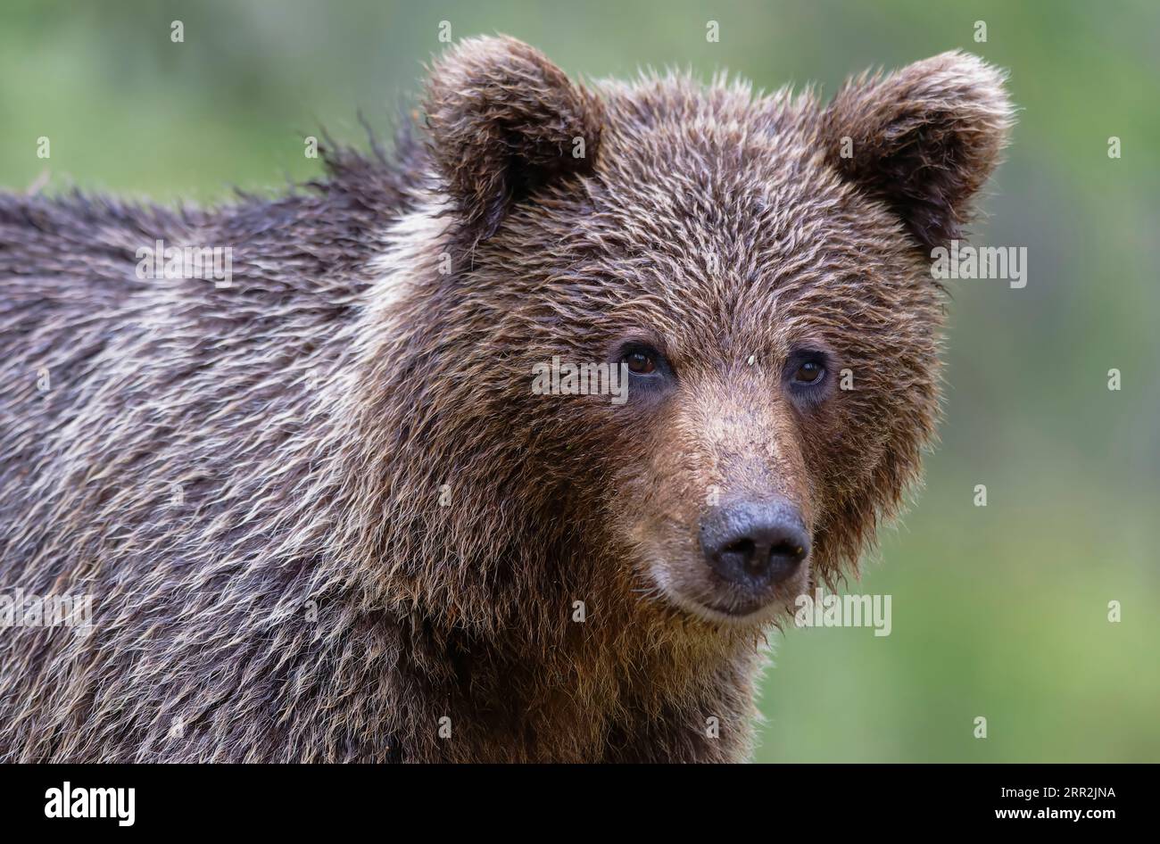 Unione l'orso bruno (Ursus arctos) passeggiate lungo il lago nella taiga Karelien, Finlandia e Scandinavia Foto Stock
