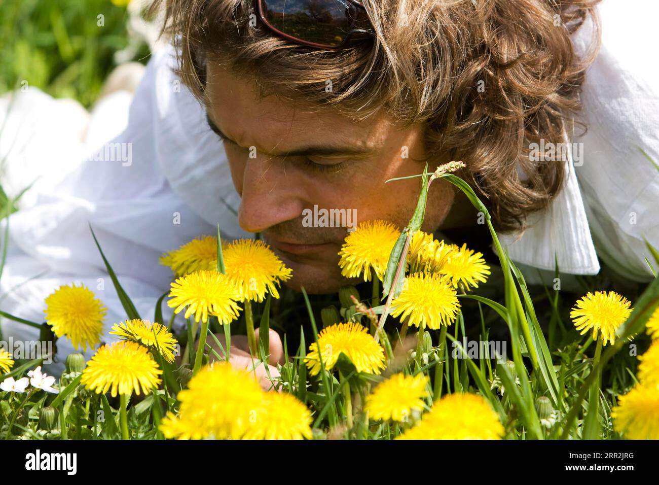 Uomo in un prato con fiori gialli, Germania Foto Stock