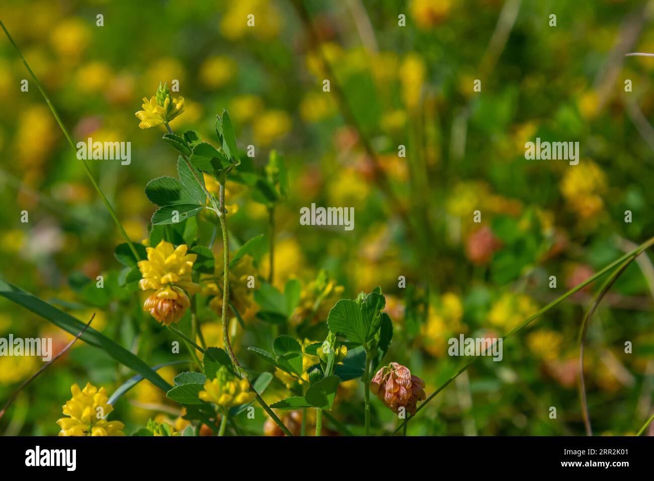 Fiori gialli del trifoglio. Primo piano. Foto Stock