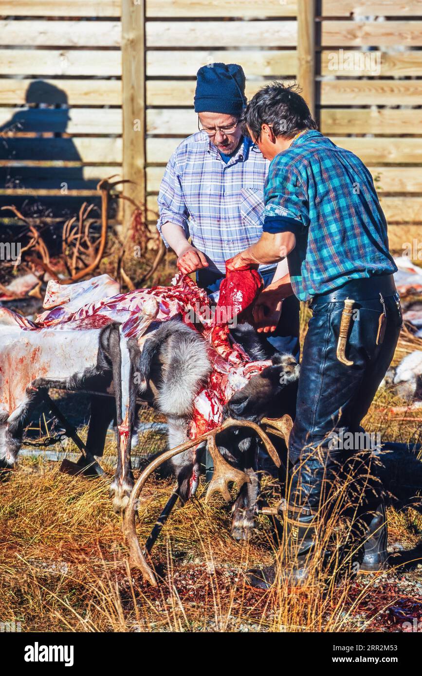 Macellazione di renne da parte dei Sami all'aperto in autunno, Kvikkjokk, Svezia Foto Stock