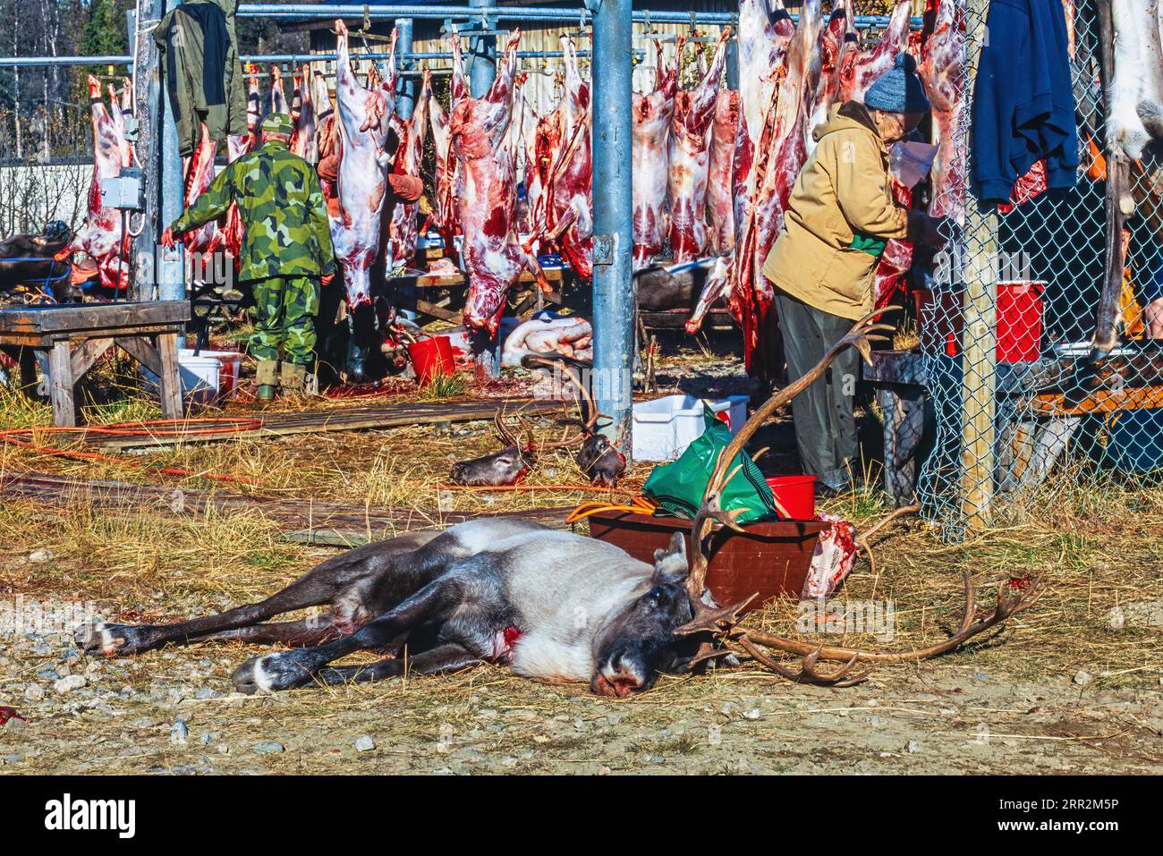 Macellazione di renne da parte dei Sami in autunno, Kvikkjokk, Svezia Foto Stock