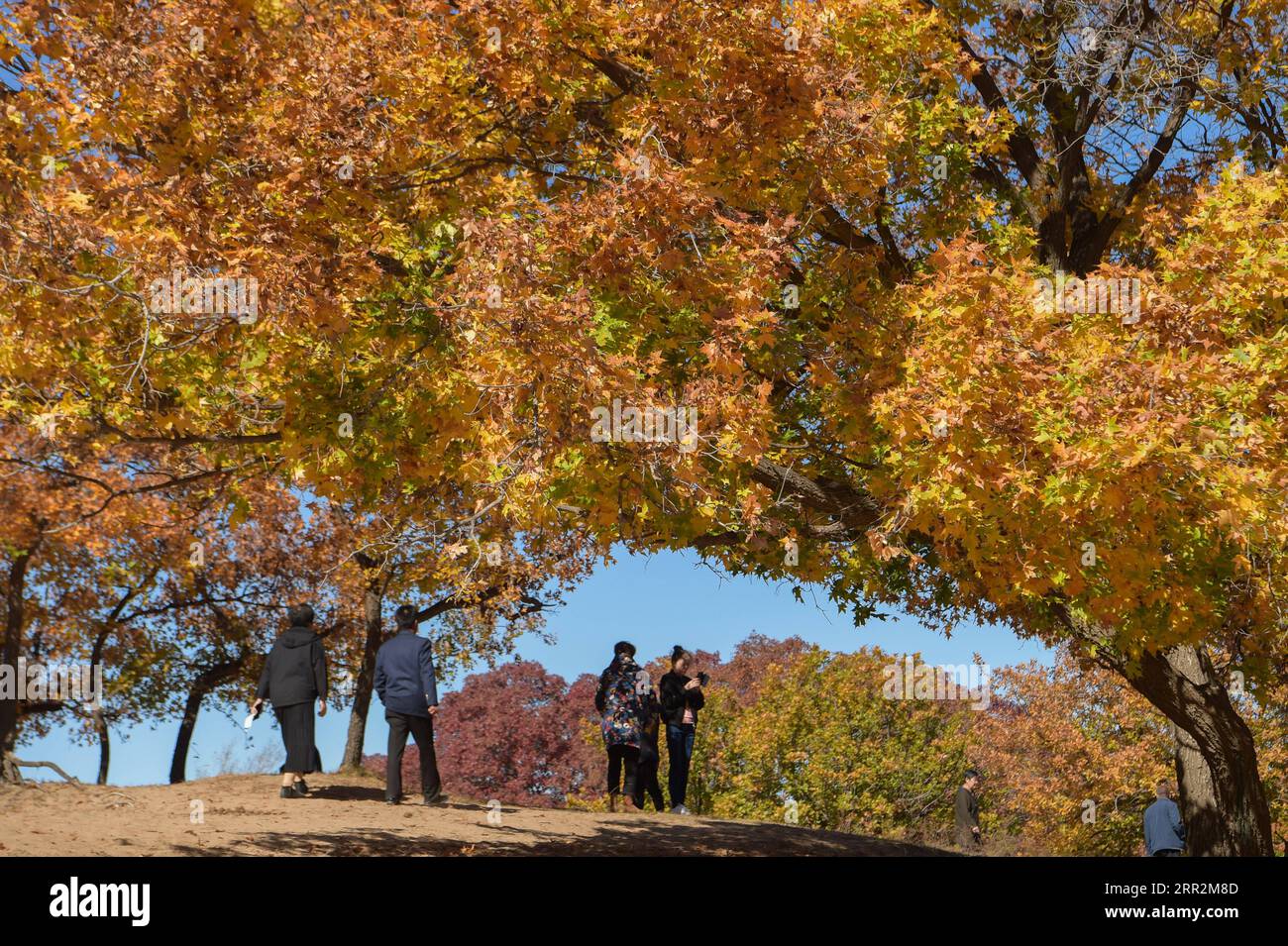 201014 -- TONGLIAO, 14 ottobre 2020 -- i visitatori vedono gli aceri in un parco forestale a Horqin, ala sinistra, bandiera posteriore della regione autonoma della Mongolia interna della Cina del nord, 14 ottobre 2020. CINA-MONGOLIA-VEDUTE AUTUNNALI CN LIXZHIPENG PUBLICATIONXNOTXINXCHN Foto Stock