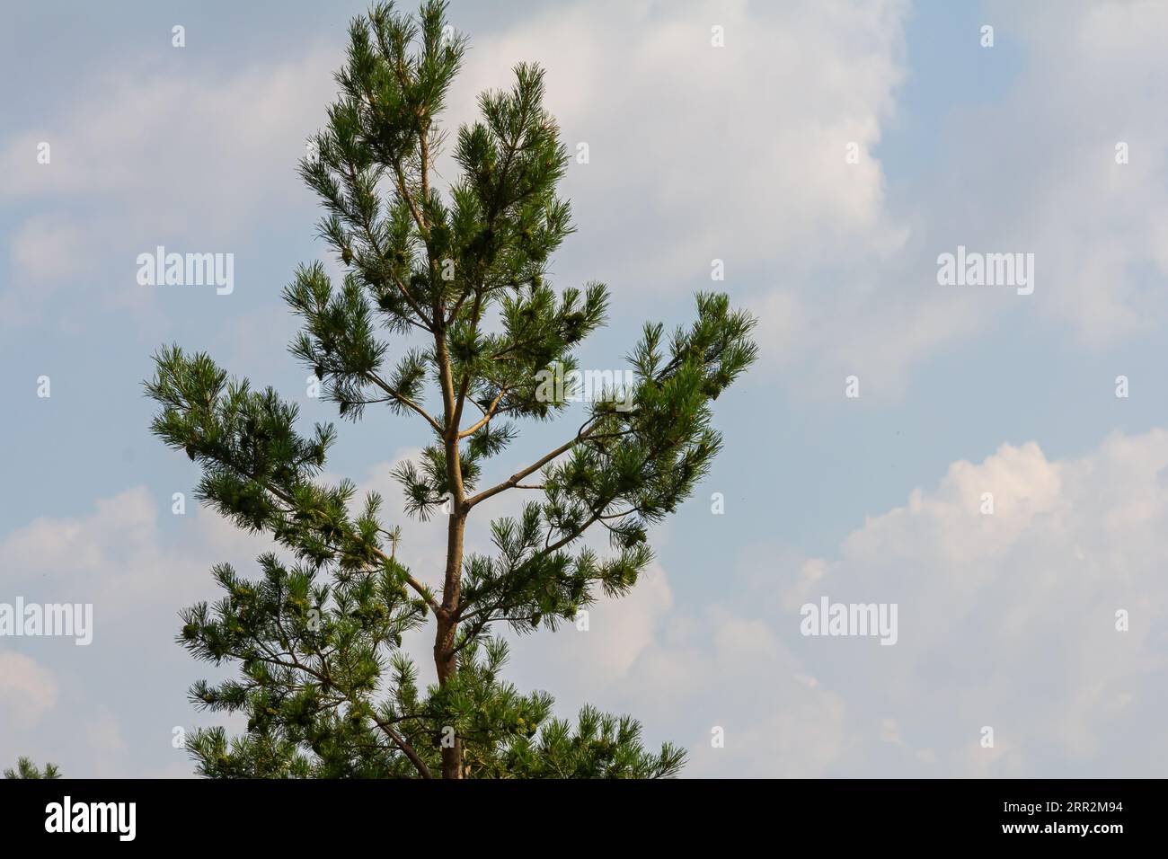 Il pino si ramifica in un giorno di primavera sullo sfondo del cielo con le nuvole. Foto Stock