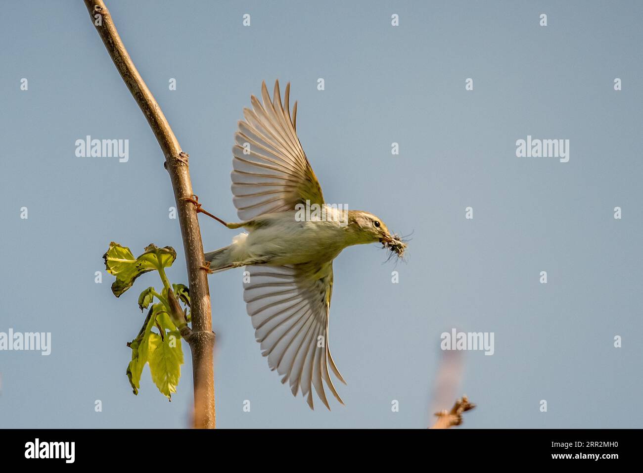Reed Warbler con insetti in volo Foto Stock