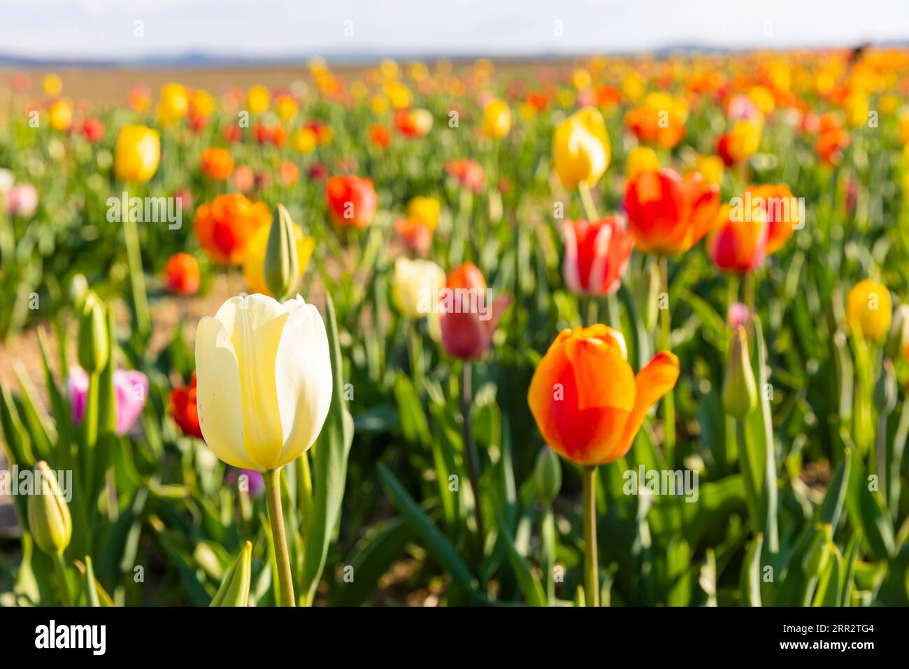 Un campo di tulipani vicino a Oberhaeslich nell'Osterzgebirge, qui puoi pagare con un registratore di cassa a tua scelta e scegliere un bouquet da te Foto Stock