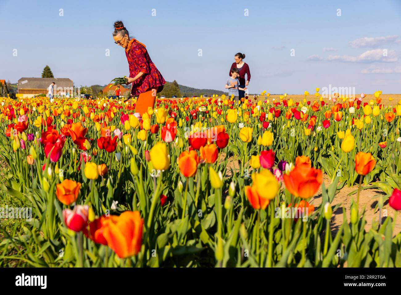 Un campo di tulipani vicino a Oberhaeslich nell'Osterzgebirge, qui puoi pagare con un registratore di cassa a tua scelta e scegliere un bouquet da te Foto Stock