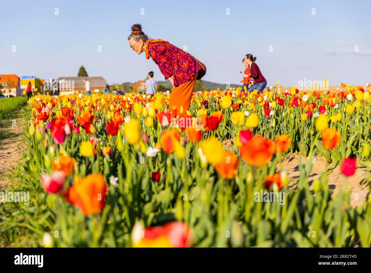 Un campo di tulipani vicino a Oberhaeslich nell'Osterzgebirge, qui puoi pagare con un registratore di cassa a tua scelta e scegliere un bouquet da te Foto Stock