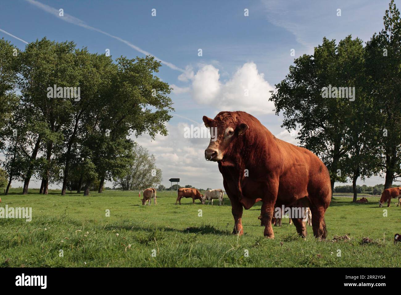 Toro riproduttore della razza Limousin, Strohauser Plate, distretto di Wesermarsch, bassa Sassonia, Germania Foto Stock