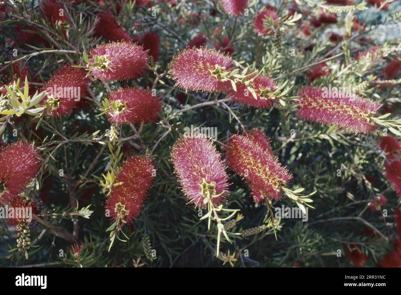 Grande arbusto di pennello da bottiglia scarlatto, in piena fioritura, Melaleuca rugulosa, Myrtaceae Foto Stock
