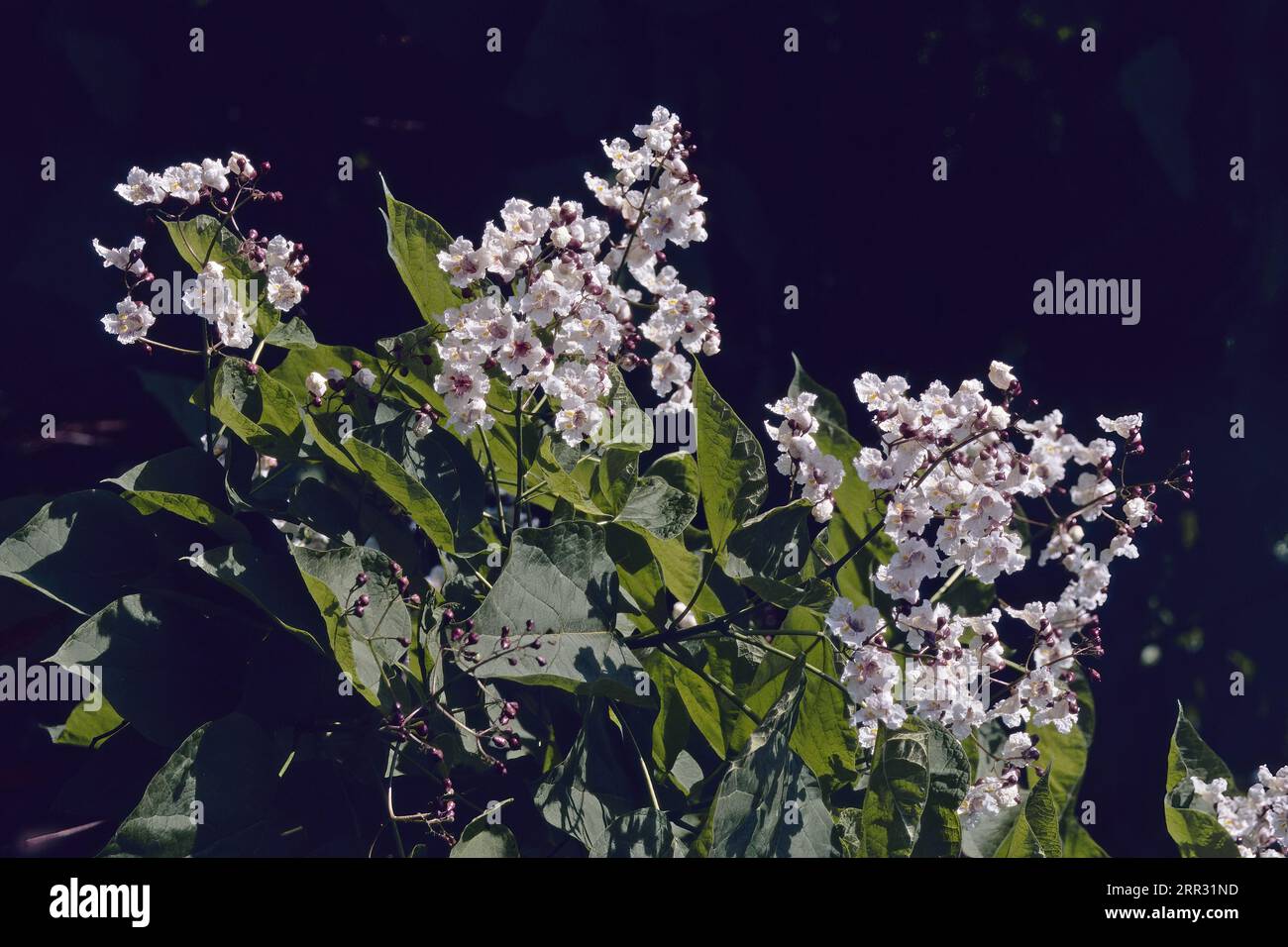 Particolare di una pianta della catalpa settentrionale in fioritura su sfondo scuro, Catalpa speciosa; Bignoniaceae Foto Stock